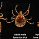 Desarrollo de una Amblyomma americano. Wikimedia Commons